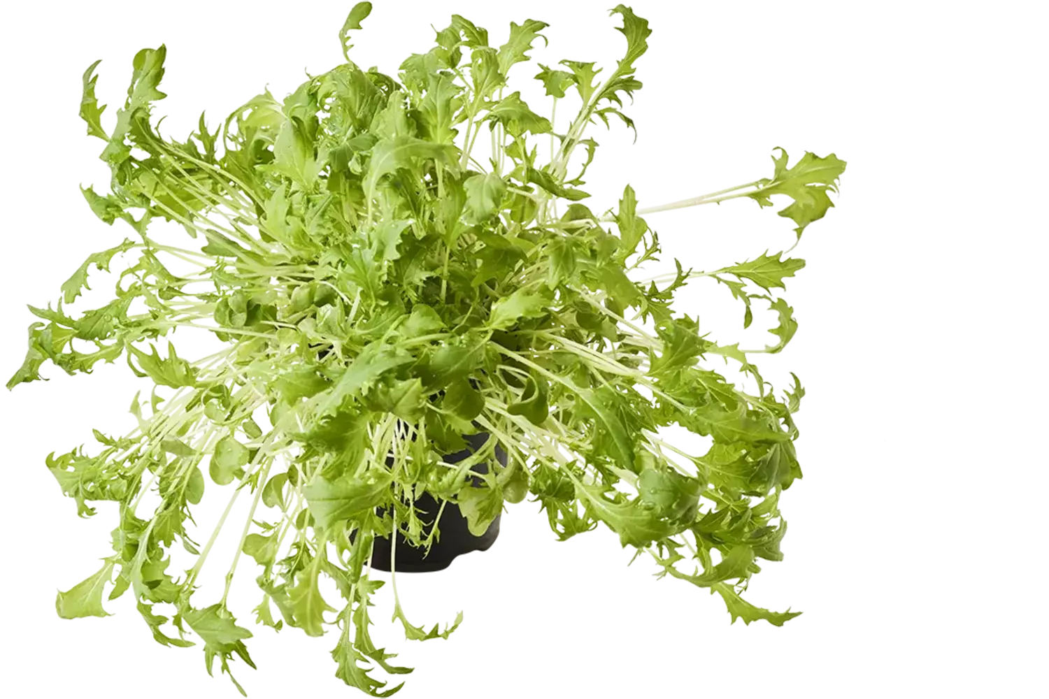 BIO Mizuna raapstelen in pot doos 2st stuk 1